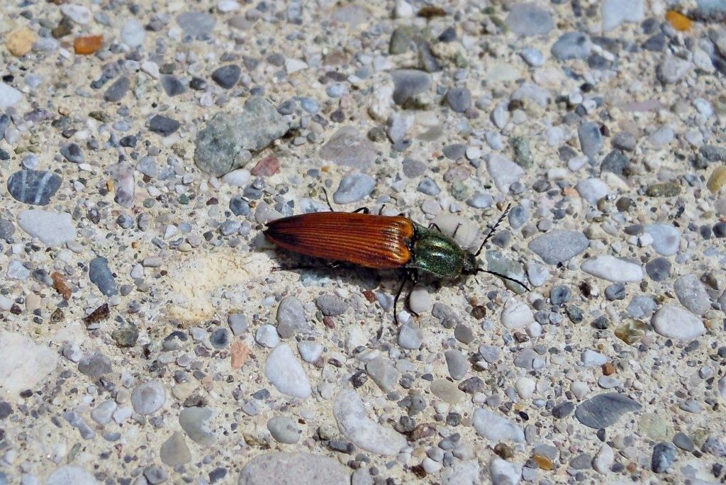 Elateridae: Ctenicera virens, femmina